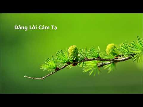 Dâng lời cảm tạ Sheet - Trọng Nghĩa