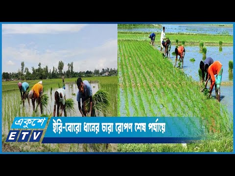 নোয়াখালী ও ঠাকুরগাঁওতে ইরি-বোরো ধানের চারা রোপণ শেষ পর্যায়ে | ETV News