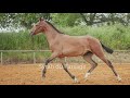 Filly Lusitano For sale 2022 Bay