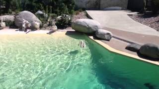 Pelican Chasing Penguin