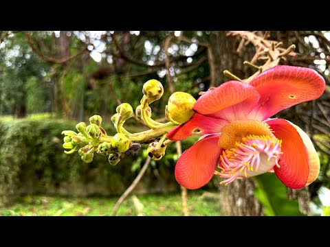 Прогулка по Ботаническому саду Куала-Лумпура, Малайзия