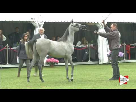 N.10 OMAR PASCHA - Bruges 2016 - Yearling Colts - National (Class 2)