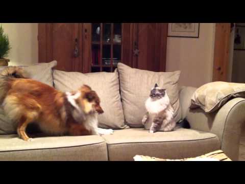 Sheltie vs Cat: Who's the boss?
