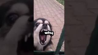Download lagu NEVER PLAY THIS AUDIO IN FRONT OF YOUR PET #scarystory #scary #viralvideo mp3 Download lagu NEVER PLAY THIS AUDIO IN FRONT OF YOUR PET #scarystory #scary #viralvideo mp3