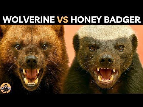 Wolverine vs Honey Badger – Who’s More Dangerous?