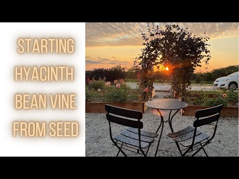HOW TO START Hyacinth Bean Vine From Seed And Care Instructions | PepperHarrow