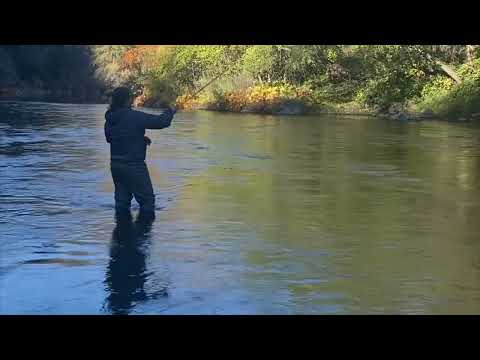 Trinity steelhead on the spey