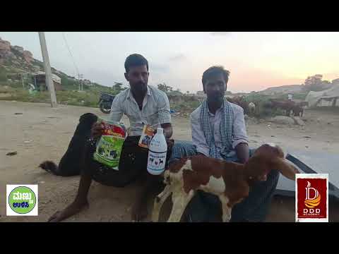 Amazing Results of Keva Veterinary. the sheep cub Survived. #keva