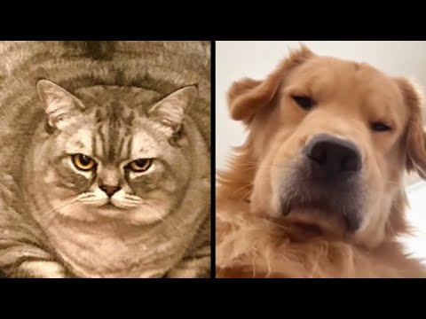 Funny Animal Voiceovers - Ep. 1