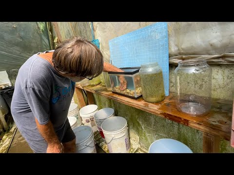 Xiphophorus cortezi and Gambusia punctata.