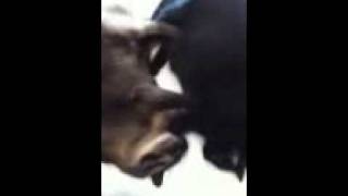 Cats dance to Cindi lauper