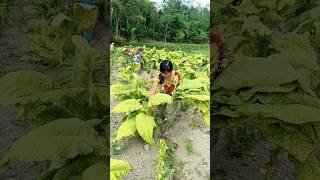 Download lagu Cepon gold variety tobacco mp3