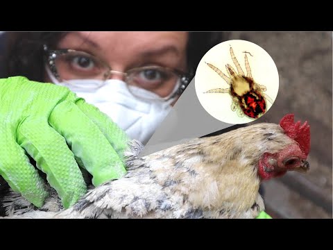 YouTube video about: Can dogs get mites from chickens?