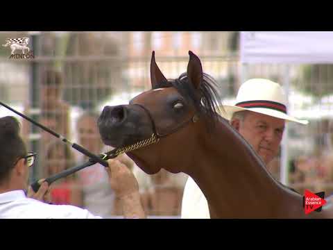 N.6 MY VISION AA - Menton 2019