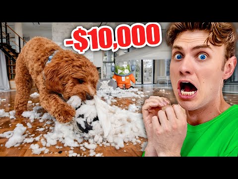 Babysitting Her Puppy Was a Huge Mistake...