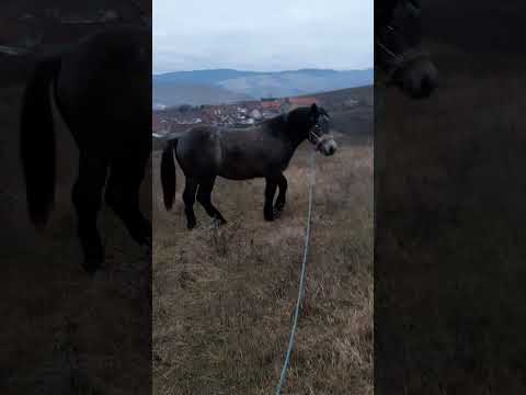 adi de câlnic a venit în forță 2022