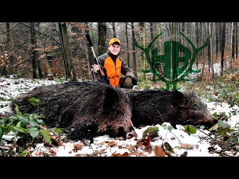 Wild boars in the snow! Driven hunt with the Hunter Brothers