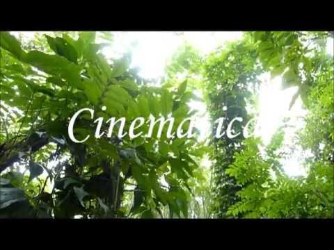 Paródia de Física - Cinemática
