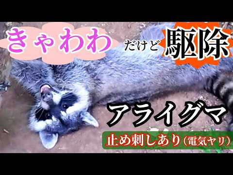 アライグマを追い払う 自然と動物