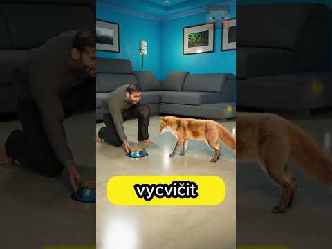 PROČ LIŠKA NENÍ VLASTNĚ DOBRÝ MAZLÍČEK 😯