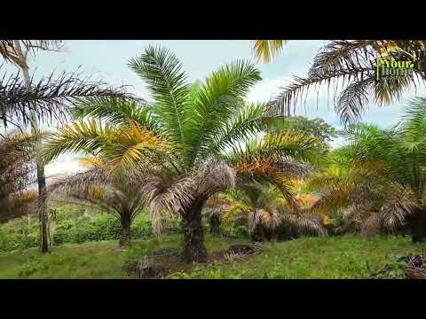 img-video