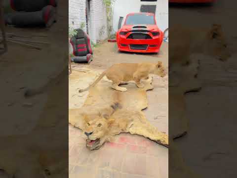 Scar playin with his father😢❤️missyou simba🥺❤️#lion #animallife #simba #pets #yt