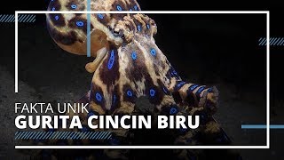 Fakta Unik Gurita Cincin Biru, Hewan Laut Paling Mematikan di Dunia