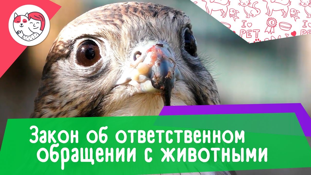 Закон об ответственном обращении с животными
