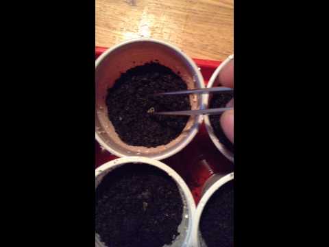 Goji Berry -semănare