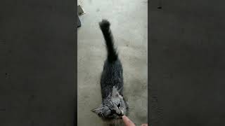 猫　タマ