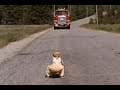 Stephen King S Pet Sematary Gage S Death Scene