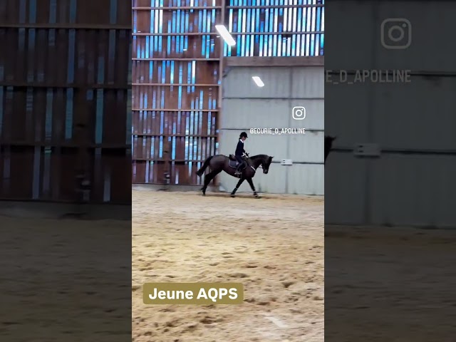 Cavalla AQPS In vendita 2021 Baio