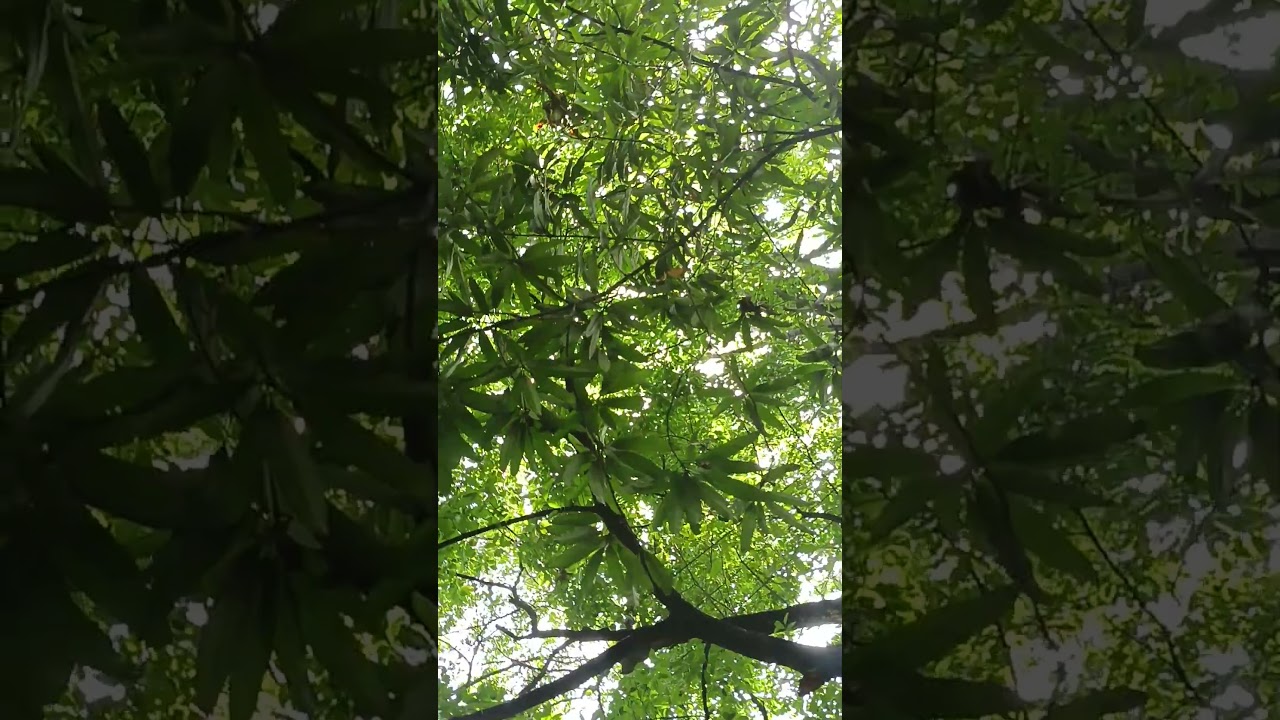 YouTube Short thumbnail