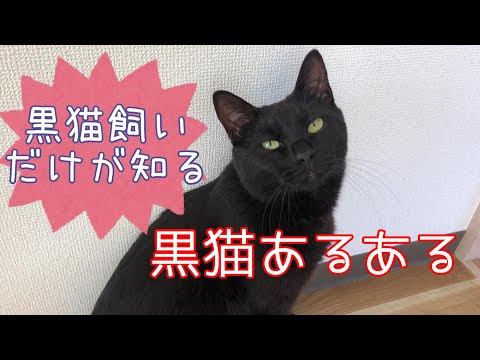 黒猫の特徴