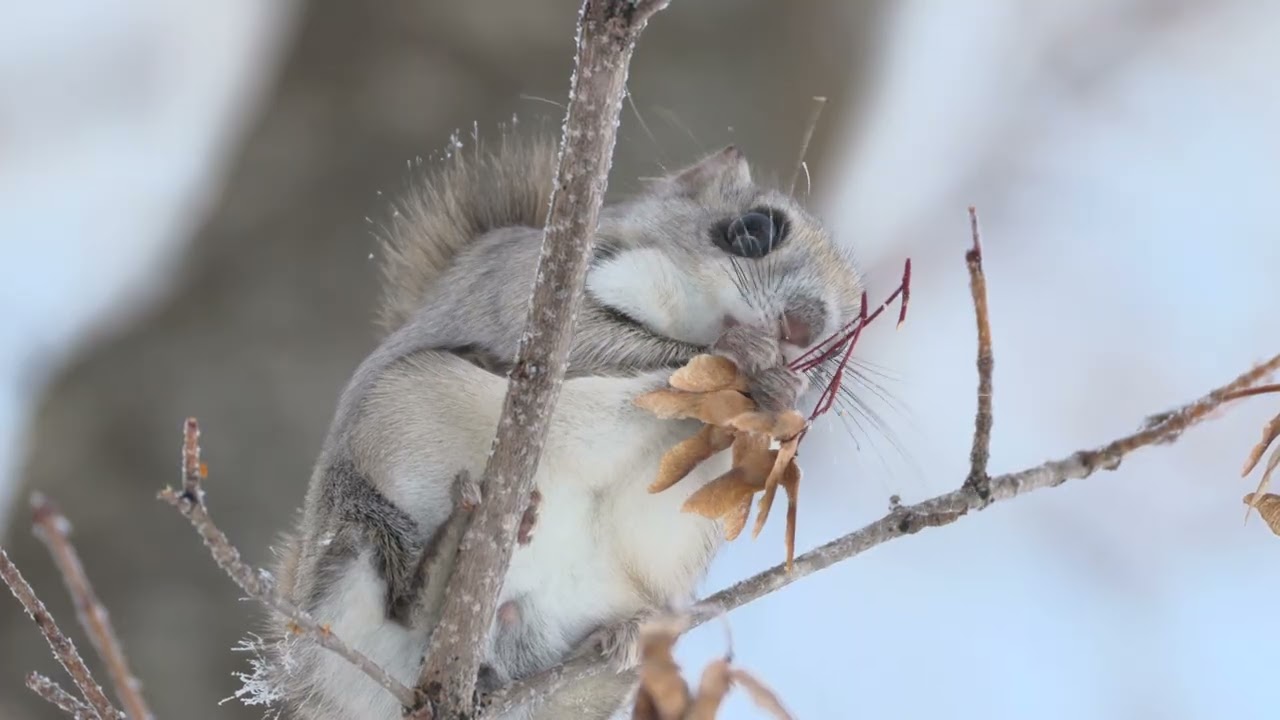 エゾモモンガの白い息づかい ―  ワンカットの森
