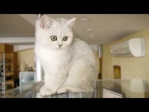 BONITA NIKA LUXURY *MD (Female BRI ns11) Litter ,,В,, 04.08.2016