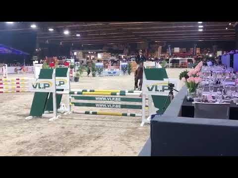 Picasso van de Veldstraat stallion competition Gent 2019