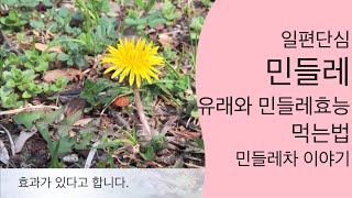 민들레 효능 | 민들레 먹는법 | 민들레 유래