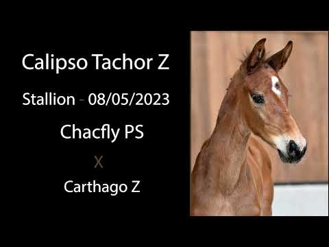 Calipso Tachor Z