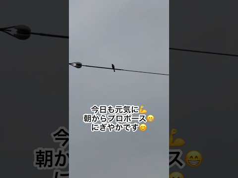 冬にシジュウカラの巣箱をどこに置くか？この鳥を引き寄せるには何を入れたらいいでしょうか？従うべき 3 つの重要なヒント  庭園