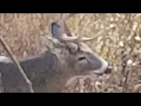 Soapsuds over the Fence