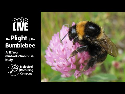 The Plight of the Bumblebee: A 12-Year Reintroduction Case Study