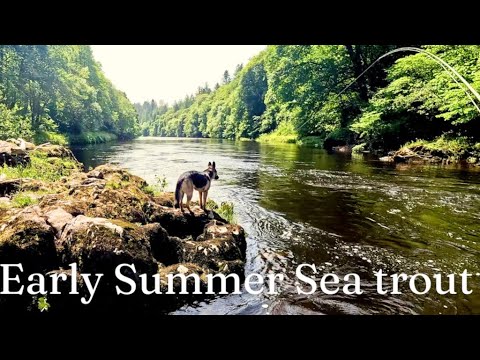 Knocking the rust off:  The start of Summer Sea trout Fishing