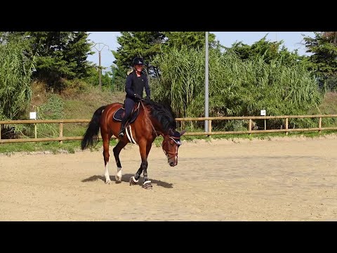 Travailler son cheval au pas