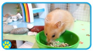 Hamster Explores And Reacts To New Cage Theme by ErinsAnimals