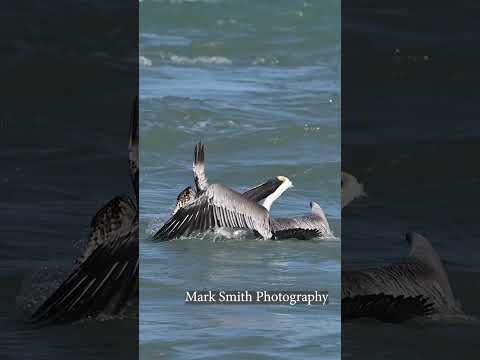 狂ったカッショクペリカンはミサゴを食べようとしますが、ミサゴには別の計画があります。 #野生動物 #鳥