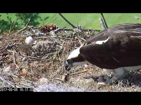 Landings Bird Cam - Osprey Chick's First Feeding