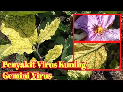 , title : 'Cara Pengendalian Penyakit Virus Kuning pada tanaman Terong || Gemini Virus'