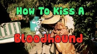 How to Kiss a Bloodhound - Dog Gone Good
