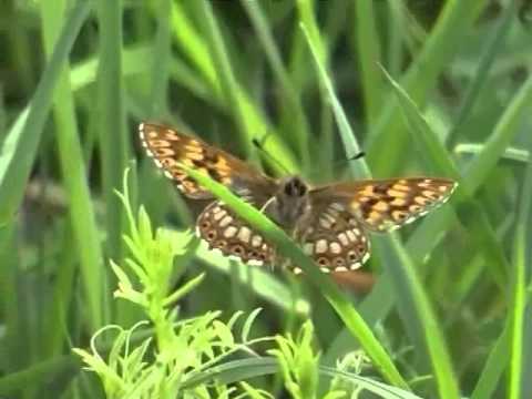 Hamearis lucina (LINNAEUS, 1758) Schlüsselblumen-Würfelfalter / Perlbinde